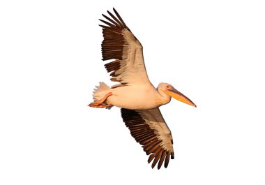 Beyaz arka planda izole uçuş beyaz bir Pelikan Fotoğraf yakın çekim