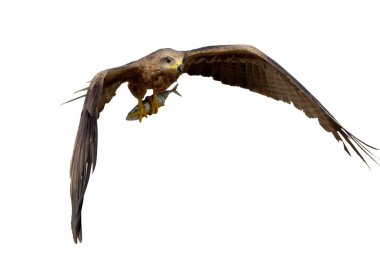 Beyaz arka planda izole bacaklar balık ile uçuş siyah uçurtma.