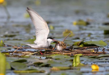 Anne bıyıklı sumam besleme onların Chicks