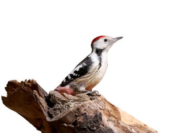 Orta lekeli ağaçkakan, beyaz bir arka planda izole edilmiş bir günlüğüne poz veriyor