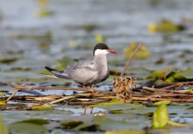 Üç pezemek ile bir kadın Visker Suma yuva oturur ve çığlık