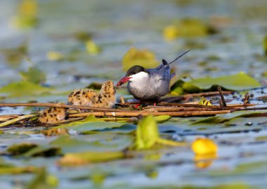 Anne bıyıklı tern bir su örümceği ile piliç besler.