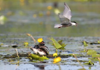 Tek bir bıyık, yuvasında siyah bir batağan saldırıyor. Egzotik an.