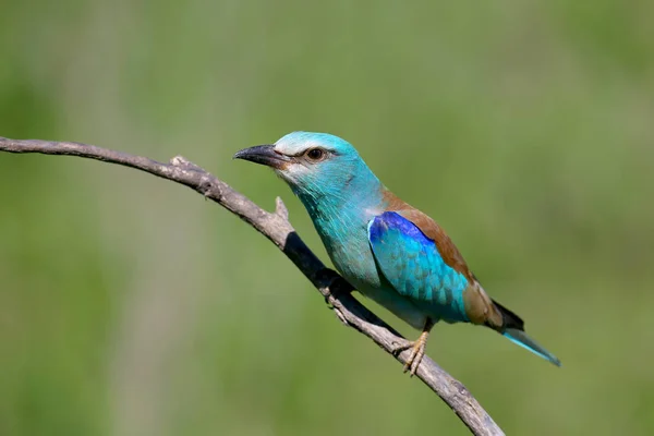European Roller Sits Inclined Branch Blurred Green Background Bright Sunlight — Stock Photo, Image