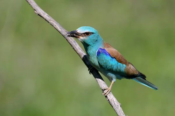 Close Photo European Roller Sits Branch Blurred Green Back Ground — Stock Photo, Image