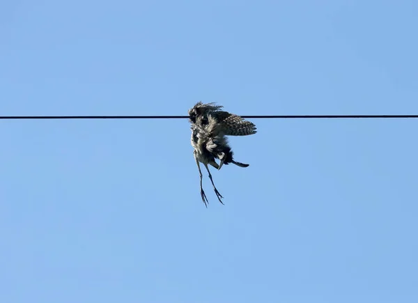 Amargor Eurasiático Fue Asesinado Cuando Chocó Vuelo Con Cables Línea —  Fotos de Stock