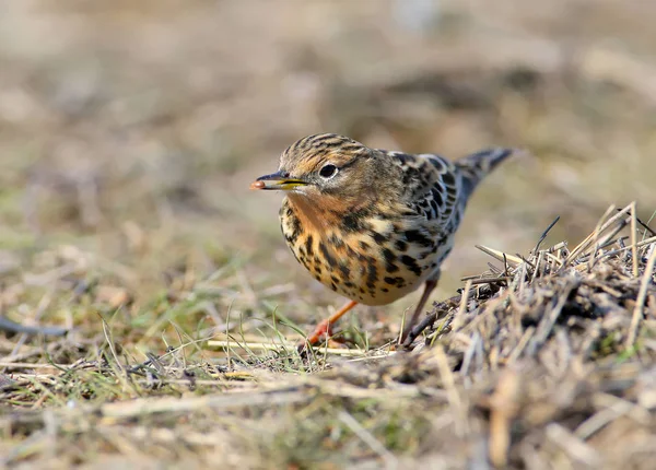 Red Throated Pipit Sits Ground Hold Insect Its Beak — Stock Photo, Image