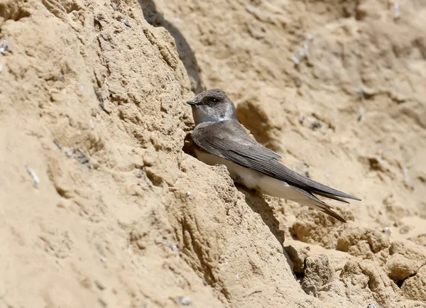 Sand Martin Ligt Naast Het Nest Met Gras Naast Hem — Stockfoto