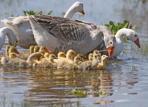 Grupp Inhemska Gäss Med Gäsningar Flyter Nära Stranden Mynningen — Stockfoto