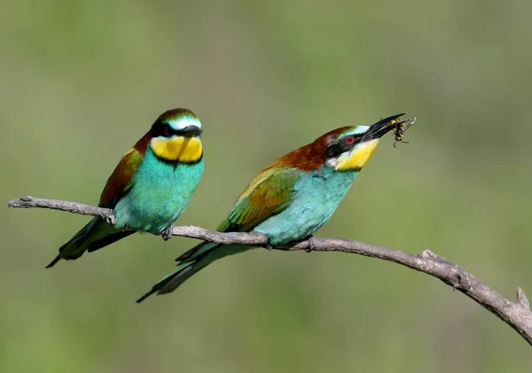 Dois Comedores Abelhas Europeus Sentam Ramo Inclinado Fundo Verde Turvo — Fotografia de Stock