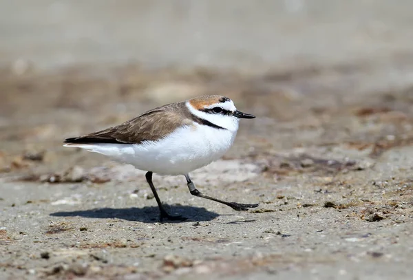 Bir erkek Kentish Plover (Charadrius Alexandrinus) onun pençe bir yüzük ile parlak güneşli bir gün kum boyunca çalışır