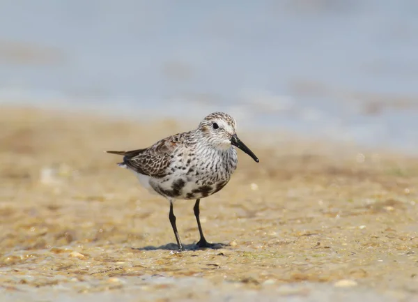 Een Bonte Strandloper Winter Verenkleed Staat Het Zand Poseren — Stockfoto