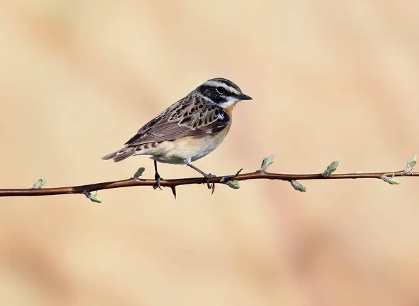Çayır taşçalanı (Saxicola rubetra) erkek bulanık bej arka planda yatay bir şube üzerinde oturur