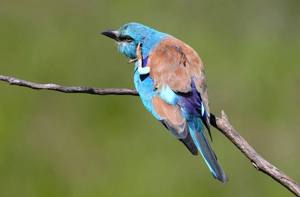 Fechar Foto Rolo Europeu Senta Ramo Chão Volta Verde Borrado — Fotografia de Stock