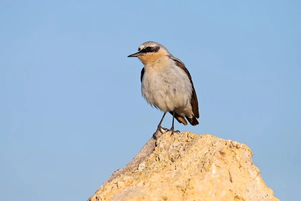 Mâle Oenanthe Oenanthe Oenanthe Oenanthe Plumage Reproducteur Dresse Sur Une — Photo