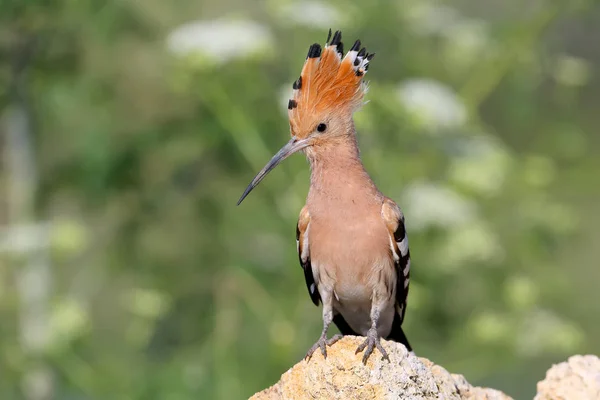 Extra Close Detailed Photo Hoopoe Open Crest Sits Stone Blurred — Stock Photo, Image
