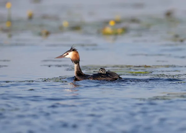 Vrouwelijke Grote Fuut Zweeft Het Meer Met Een Van Zijn — Stockfoto