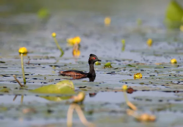Black Necked Grebe Floats Blue Water Surrounded Aquatic Plants — Stock Photo, Image
