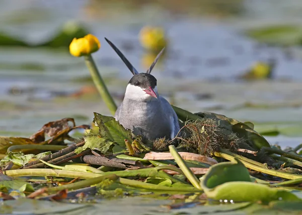 Bir dişi bıyık (Chlidonias hybrida) sucul bitkilerin bir yuva üzerinde oturur. Yakın çekim ve detaylı fotoğraf