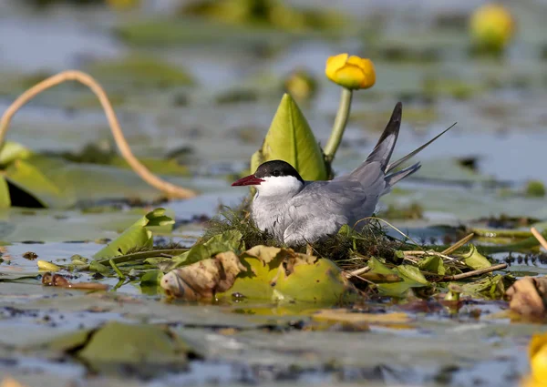 Bir dişi bıyık (Chlidonias hybrida) sucul bitkilerin bir yuva üzerinde oturur. Yakın çekim ve detaylı fotoğraf