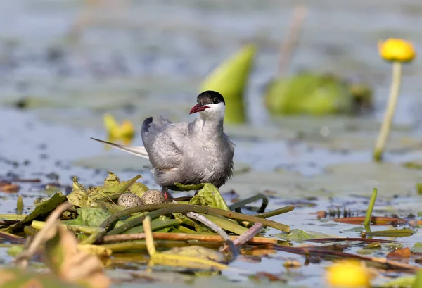 Bir dişi bıyık (Chlidonias hybrida) sucul bitkilerin bir yuva üzerinde oturur. Yakın çekim ve detaylı fotoğraf