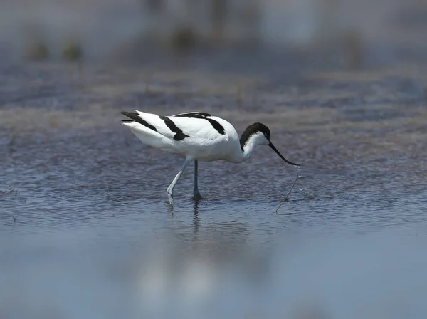 Avocet Con Becco Curva Esotica Passa Attraverso Acqua Blu Cerca — Foto Stock