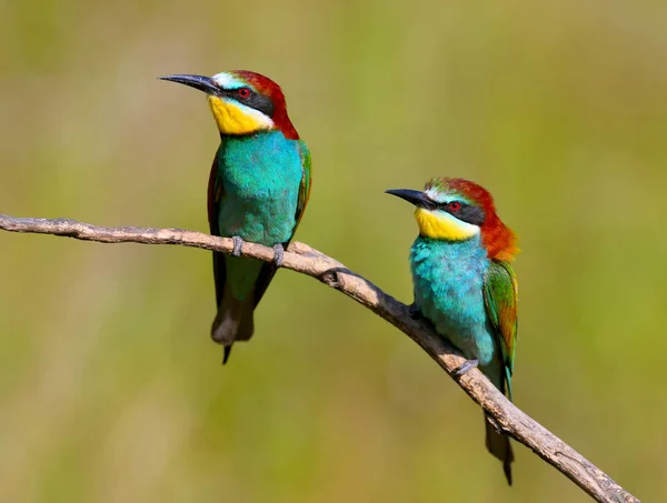 Dois Comedores Abelhas Europeus Com Cores Exóticas Isoladas Fundo Verde — Fotografia de Stock