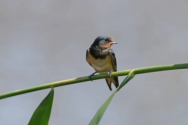 Photo Rapprochée Une Poulette Avale Grange Assise Sur Une Branche — Photo