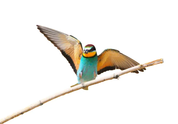 European Bee Eater Landing Branch Isolated White Background — Stock Photo, Image