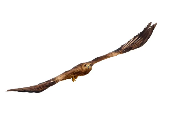 Black Kite Flight Fish Legs Isolated White Background — Stock Photo, Image