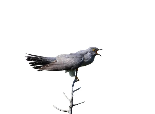 常见的布谷鸟坐在水平分支上 隔离在白色背景上 — 图库照片