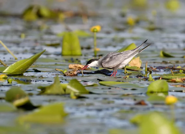 Yetişkin viskered ince yuva yakın onun piliç besler