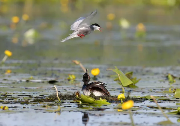 Een Whiskerd Stern Aanval Een Zwarte Hals Fuut Hun Nest — Stockfoto