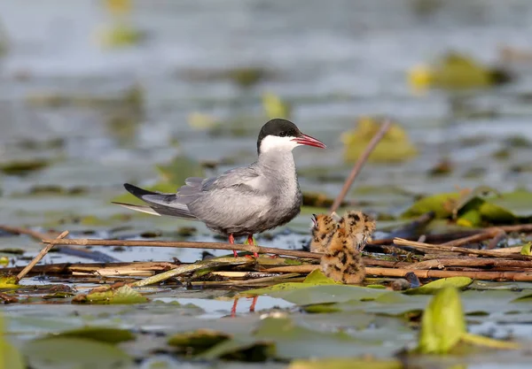 Üç pezemek ile bir kadın Visker Suma yuva oturur ve çığlık