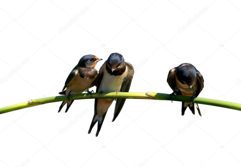 Close up photo of a three chicks  barn swallow sits on a branch isolated on white  blurred background