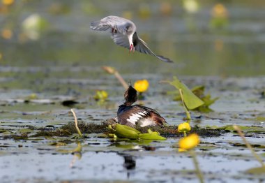Tek bir bıyık, yuvasında siyah bir batağan saldırıyor. Egzotik an.