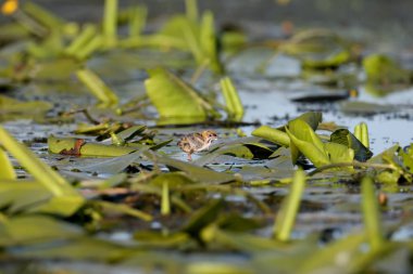 Küçük bir piliç, su bitkilerinin yapraklarının arasında sakalı