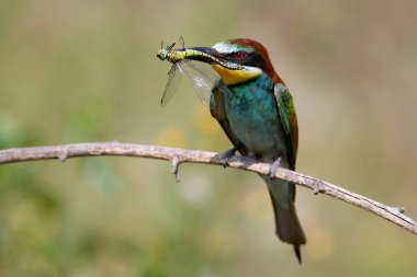 Avrupa arı yiyen bir şube üzerinde oturur ve onun gaga büyük bir yusufçuk tutar