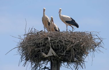 Üç genç beyaz leylek yuvadan uçmak için hazır