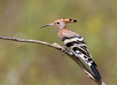 Bir Hoopoe bir güzel bulanık arka planda olağandışı poz bir şube üzerinde oturur