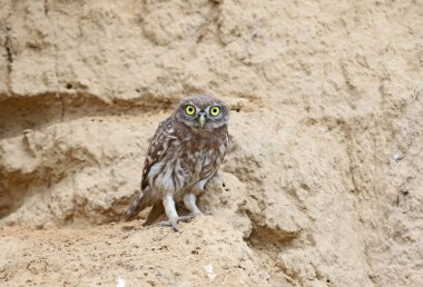 Komik bir küçük baykuş piliç yuvasının yanında duruyor ve fotoğrafçı bakıyor