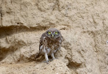 Komik bir küçük baykuş piliç yuvasının yanında duruyor ve fotoğrafçı bakıyor
