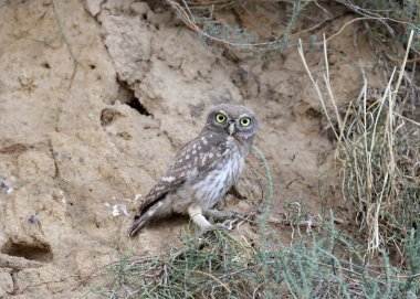 Komik bir küçük baykuş piliç yuvasının yanında duruyor ve fotoğrafçı bakıyor