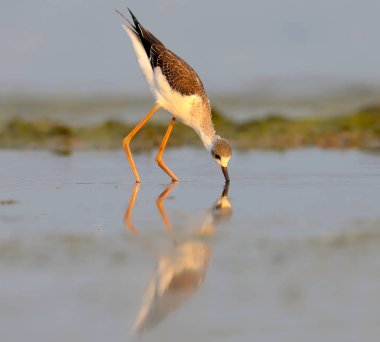 Genç siyah-kanatlı Uzunbacak yükselen güneşin ışınlarında Haliç sığ suda besler