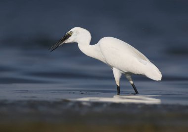 Küçük ak balıkçıl (Egretta garzetta) sakin mavi suda duruyor ve gagasında yakalanan bir balık tutar