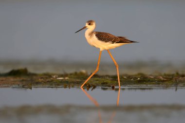 Genç siyah kanatlı Uzunbacak (himantopus himantopus) yumuşak sabah ışığında sığ suda yürür