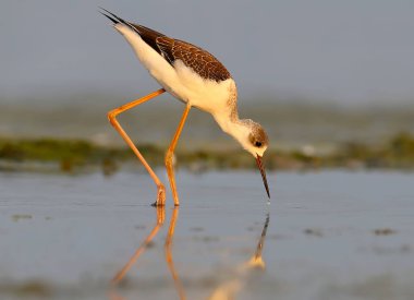 Genç siyah kanatlı Uzunbacak (himantopus himantopus) yumuşak sabah ışığında sığ suda yürür