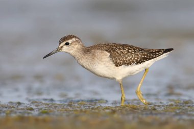 Mavi suda bir ahşap Sandpiper beslemeleri fotoğraf yakın