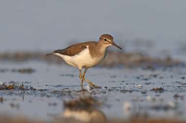 Gagasında büyük bir kelebek ile ortak bir Sandpiper alışılmadık portre