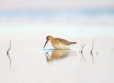 Curlew Sandpiper yumuşak sabah ışığında Haliç sakin suda duruyor